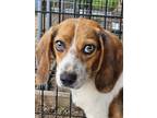 Adopt Clyde a Beagle / Mixed Breed (Medium) dog in Ridgeland, SC (39305896)