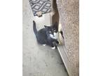 Adopt Spicy a All Black American Shorthair cat in Bartlesville, OK (41176237)