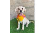 Adopt Ben a Jack Russell Terrier dog in Langley, BC (41351339)