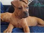 Adopt Mozzarella a Boxer / Pit Bull Terrier dog in Eugene, OR (41351242)
