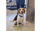 Adopt Rusty a Beagle / Mixed dog in Peoria, IL (40878847)