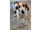 Adopt Shamrock Shake a Treeing Walker Coonhound / Hound (Unknown Type) / Mixed