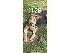 Adopt Roxie a Brown/Chocolate - with Black German Shepherd Dog / Rottweiler /