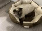 Adopt Coco a Siamese (long coat) cat in Sunnyvale, CA (41339070)