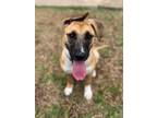 Adopt Luna LuLu Cutie Rangel a Tan/Yellow/Fawn Anatolian Shepherd dog in Provo