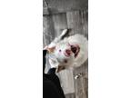 Adopt Jasper a Merle Australian Shepherd / Mixed dog in Casper, WY (41351129)