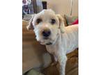 Adopt Finely & Socrates a White Cockapoo / Mixed dog in Santa Clarita