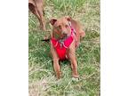 Adopt Rufus - foster home needed a Brown/Chocolate - with White Vizsla / Mixed
