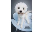 Adopt Quincy a Poodle (Standard) / Mixed Breed (Medium) / Mixed dog in Conroe