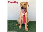 Adopt Timothy a Tricolor (Tan/Brown & Black & White) Black Mouth Cur /