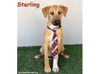 Adopt Sterling a Tricolor (Tan/Brown & Black & White) Black Mouth Cur /