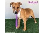 Adopt Roland a Tricolor (Tan/Brown & Black & White) Black Mouth Cur / Australian