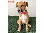 Adopt Chloe a Tricolor (Tan/Brown & Black & White) Australian Cattle Dog / Mixed