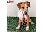 Adopt Clete a Tricolor (Tan/Brown & Black & White) Australian Cattle Dog / Mixed