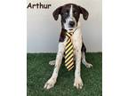 Adopt Arthur a Brindle - with White Labrador Retriever / Australian Cattle Dog /