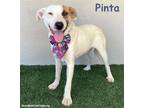 Adopt Pinta a White - with Tan, Yellow or Fawn American Staffordshire Terrier /
