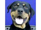 Adopt Dante a Rottweiler / Mixed dog in Midland, TX (41289414)