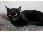 Adopt Captain Jack a Domestic Shorthair / Mixed (short coat) cat in Darien