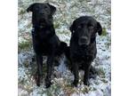Adopt Ella (and Enzo) a Black Labrador Retriever / Mixed dog in Morris