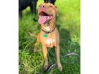 Adopt Lola a Tan/Yellow/Fawn - with White Staffordshire Bull Terrier / Mixed dog