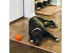 Adopt Jetta a Black - with White American Staffordshire Terrier / Mixed dog in
