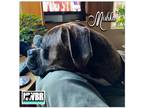 Adopt Mishka a Brindle Boxer / Mixed dog in Woodinville, WA (41350971)