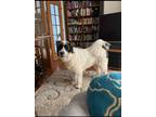 Adopt Lacey a White - with Black Great Pyrenees / Poodle (Standard) / Mixed dog