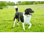 Adopt Milo a Black Collie dog in Alma, WI (41350986)