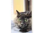 Adopt Ricotta a Domestic Longhair / Mixed cat in Indiana, PA (41190642)