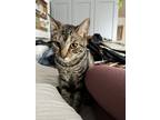 Adopt Forest a Gray or Blue Tabby / Mixed (medium coat) cat in El Cajon