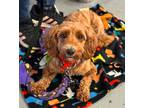 Adopt Robert a Red/Golden/Orange/Chestnut Poodle (Miniature) / Golden Retriever