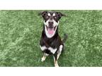 Adopt HODGES a Brown/Chocolate Doberman Pinscher / Mixed dog in Tustin
