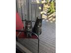Adopt Smokey & Missy a Gray, Blue or Silver Tabby Domestic Mediumhair / Mixed