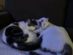 Adopt Pixie & Tink a Black & White or Tuxedo American Shorthair / Mixed (short