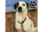 Adopt Sabie a White Foxhound / Mixed Breed (Medium) / Mixed (short coat) dog in