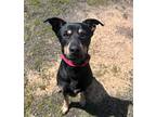 Adopt T-Rex a Black Mixed Breed (Small) / Mixed Breed (Medium) / Mixed (short
