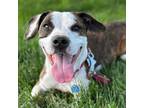 Adopt Deku a Basset Hound / American Pit Bull Terrier / Mixed dog in Golden