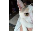 Adopt Pumpernickel (Bread Kittens #6) a Domestic Shorthair / Mixed cat in