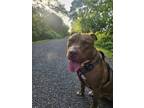 Adopt Kenzo a Brown/Chocolate - with White American Staffordshire Terrier /