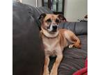 Adopt Ace a Tan/Yellow/Fawn - with Black Smooth Fox Terrier / Mixed dog in