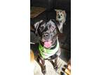 Adopt Shadow a Black Labrador Retriever / Mixed dog in COTTONWOOD, CA (41350694)