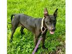 Adopt Marina-Adoption Fee Grant Eligible! a Labrador Retriever / Mixed Breed