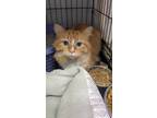 Adopt Oliver a Domestic Mediumhair / Mixed (medium coat) cat in Portland