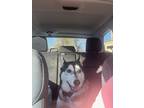 Adopt Pierre a Black - with White Husky / Mixed dog in Winston-Salem