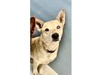 Adopt Pepper Destiny 58047 a White - with Tan, Yellow or Fawn Husky / Shepherd