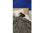 Adopt Tigger a Tan or Fawn American Shorthair / Mixed (short coat) cat in Davie