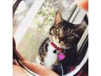 Adopt Shakespur a Gray, Blue or Silver Tabby Calico / Mixed (medium coat) cat in