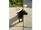 Adopt Sadie a Black Labrador Retriever / Mutt / Mixed dog in Lake Elsinore