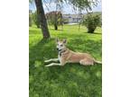 Adopt Eloise a Tan/Yellow/Fawn - with White Basenji / Jindo / Mixed dog in