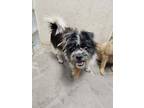 Adopt Zuri a Black Shih Tzu / Mixed Breed (Medium) / Mixed (short coat) dog in